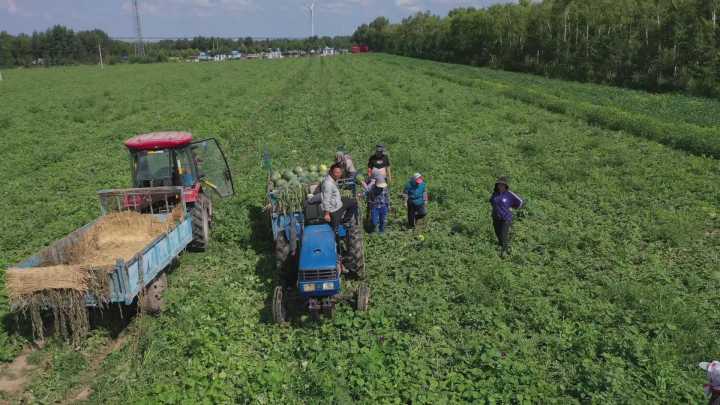 黑龙江大庆大同：西瓜丰收香满园 铺起农民致富路