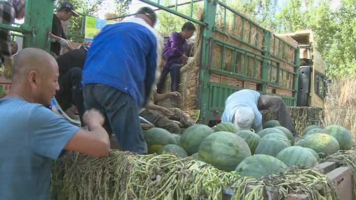 黑龙江大庆大同：西瓜丰收香满园 铺起农民致富路