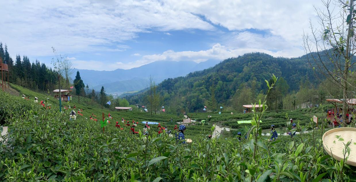 汶川盘龙溪村：点“茶”成“金”打通致富路