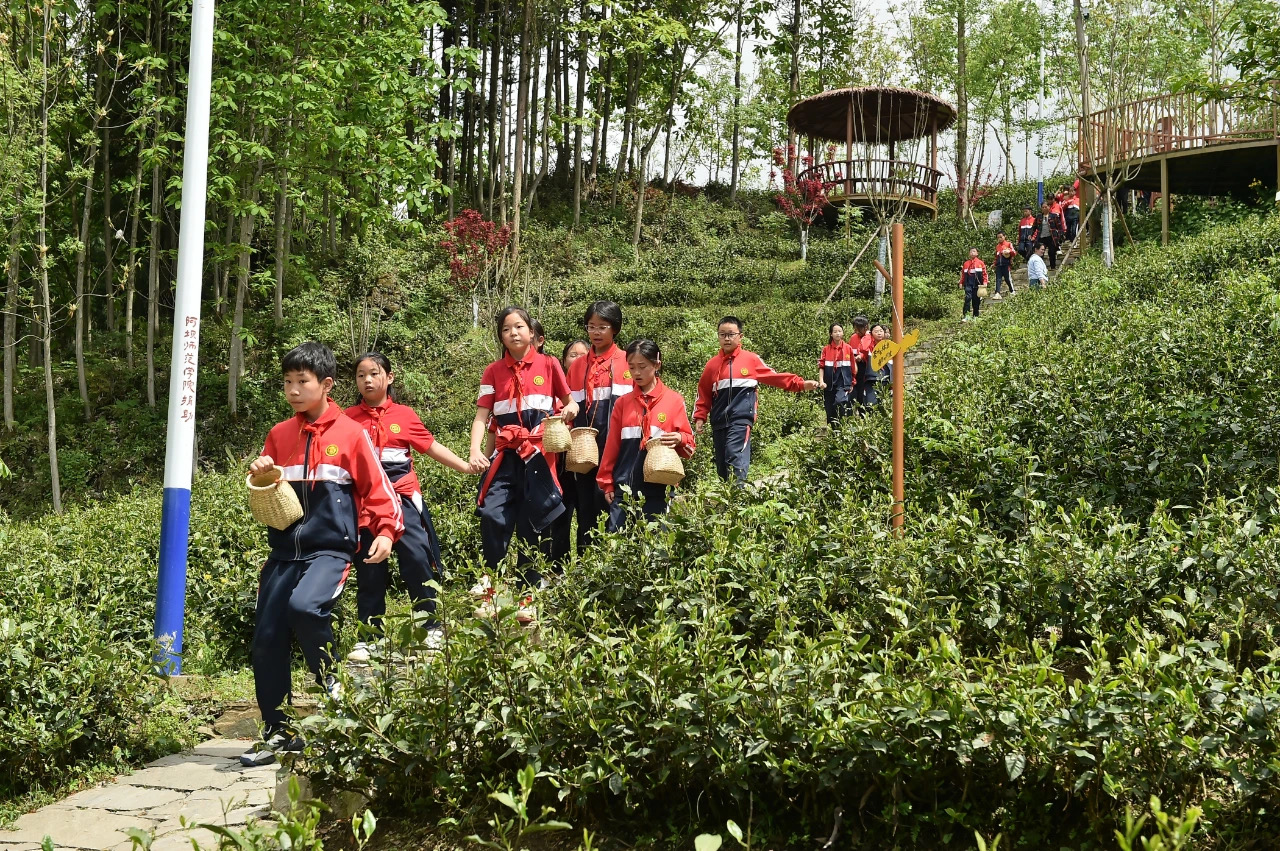 汶川盘龙溪村：点“茶”成“金”打通致富路