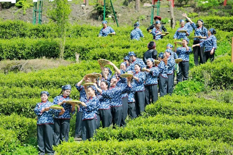 汶川盘龙溪村：点“茶”成“金”打通致富路