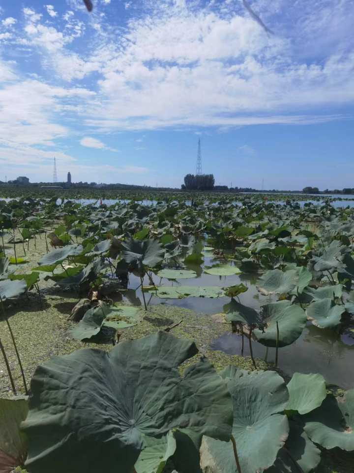 《微山湖之旅》