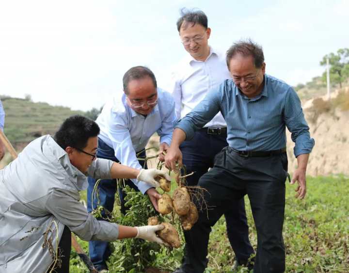 马铃薯亩产突破8500斤，超预期！