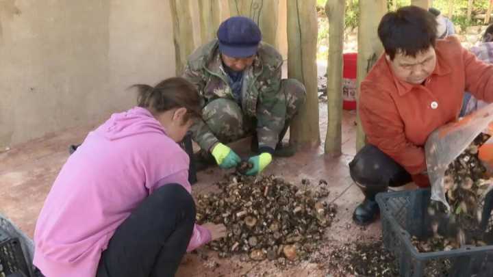 渭源：野生菌迎来收获季 村民实现稳增收