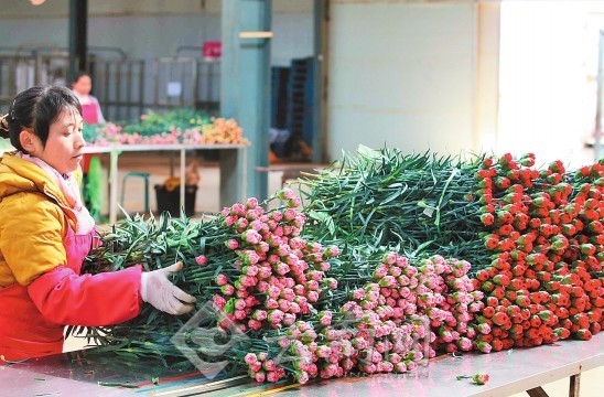 云南楚雄姚安县：护航群众走好鲜花致富路