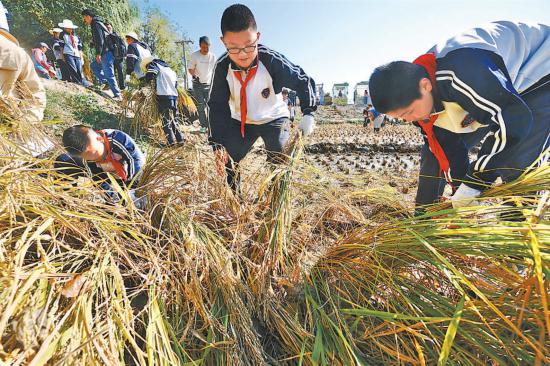 百亩稻田熟了，温榆河公园“开镰”