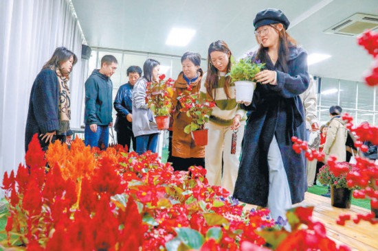 长安街花坛1300盆鲜花送市民