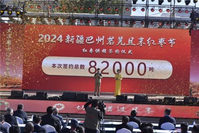 客商收购若羌且末红枣8.2万吨