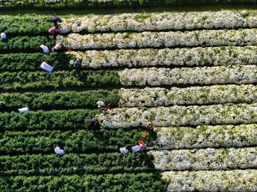 江苏射阳：菊花采收忙