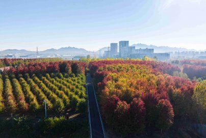 乡村振兴齐鲁样板｜山东省青岛市：示范