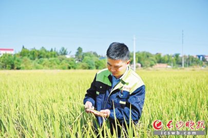 稻鸭共栖打造生态种养新模式｜人大之窗·乡村振兴长沙行