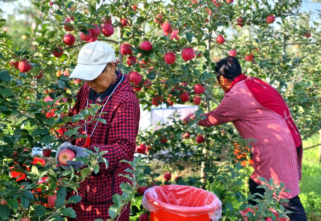 果农们忙碌采收苹果 三门峡日报社供图