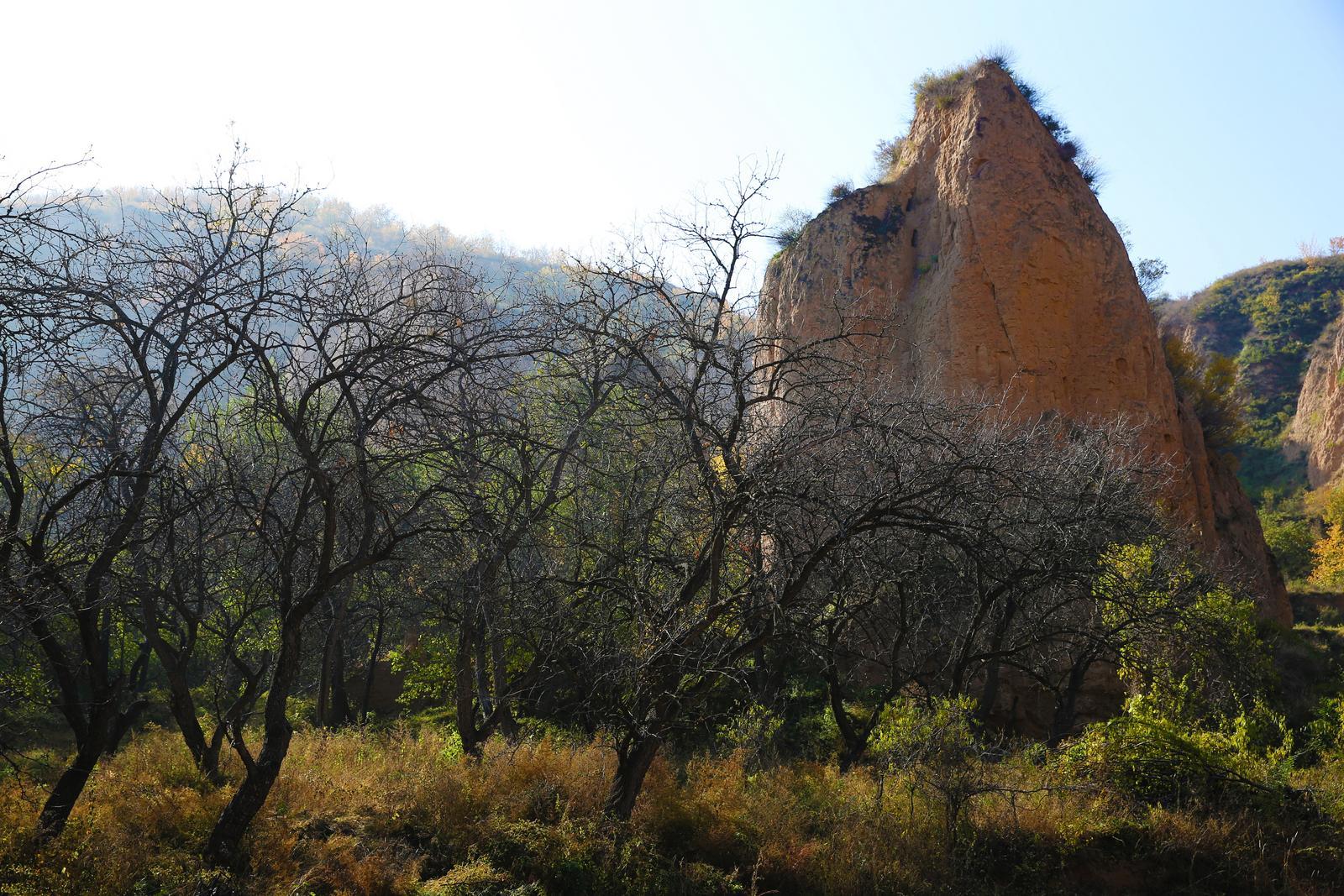 立冬寨底，枣依黄土林成景。