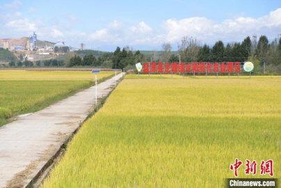 四川盐源：稻浪翻滚待丰收 “天府粮仓”