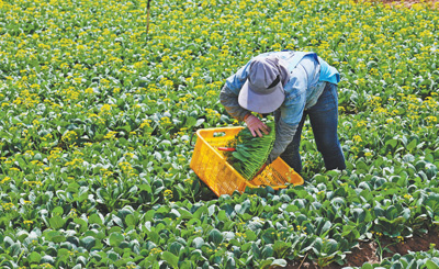 贺兰县的供港蔬菜基地内，工人在采收菜心。