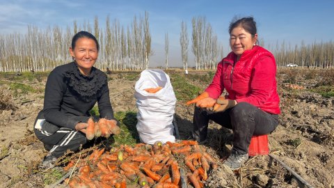 新和：秋冬蔬菜喜丰收 保障群众“菜篮子