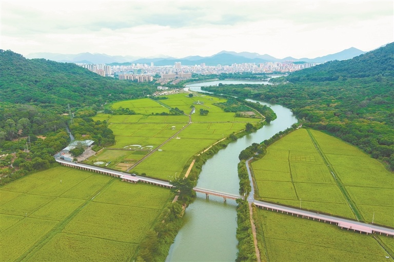 航拍艾米稻香农业园。（摄影：骆昌威）