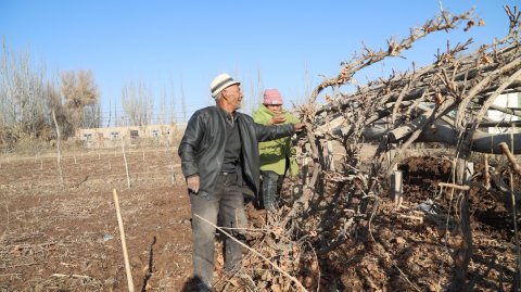 伽师葡萄“穿棉袄” 守护甜蜜丰收梦