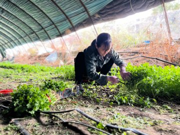 香菜飘香采收忙 “蔬”写乡村致富路