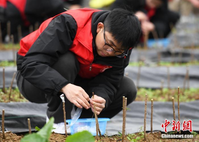 云贵川渝四所高校园艺精英齐聚重庆比拼果树技能