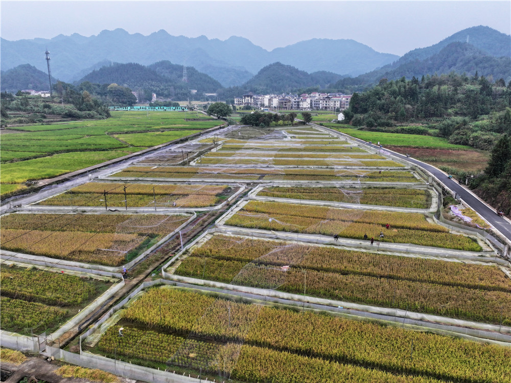 杭州市淳安县汾口镇稻蛙共生基地