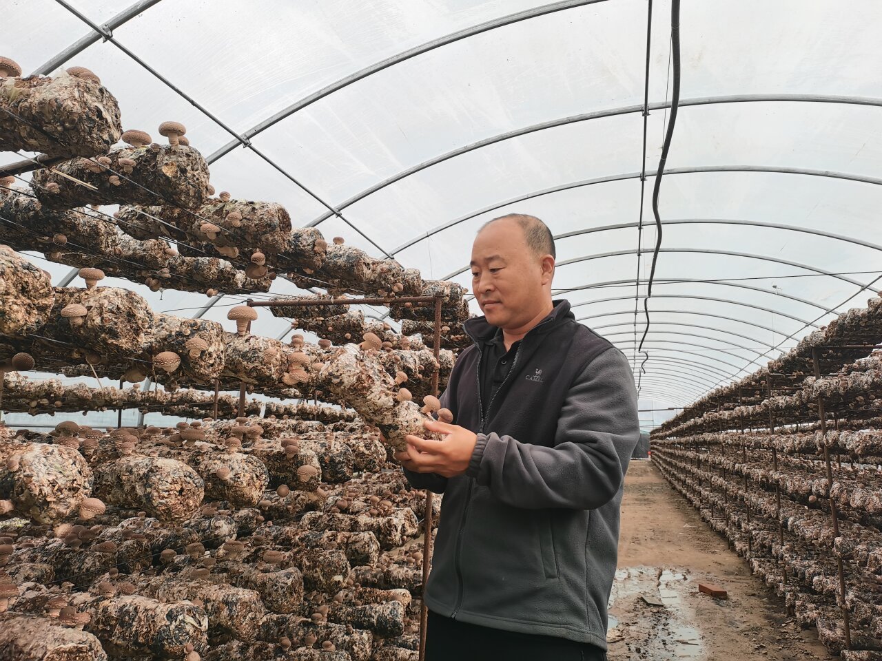 9月14日，平泉市种菇大户高文彩在菇棚内检查越夏香菇生长情况。河北日报记者 贡宪云 摄