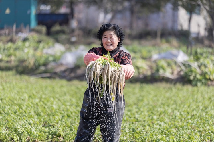 江苏常州横山桥镇：昔日水乡如何走好现代农业路