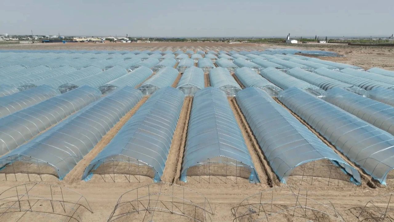 孪井滩生态移民示范区麒麟瓜种植基地大棚搭建正在紧张进行中。（来源：阿拉善盟融媒体中心）