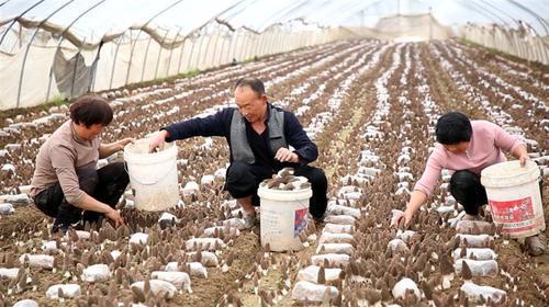 群众在大棚里采收食用菌 陈威 摄