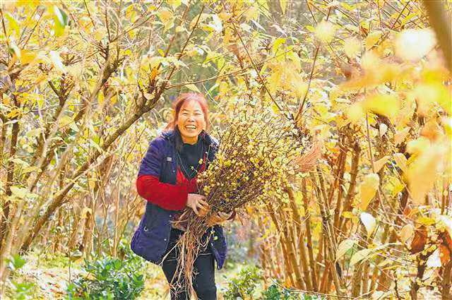 村民在采摘蜡梅。（受访者供图）