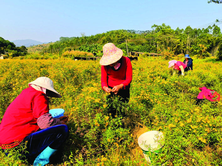 村民在采摘芳香万寿菊。（来源：惠州日报社）