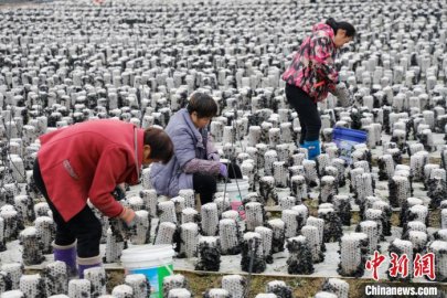 湖南新田木耳产业开辟增收新路径