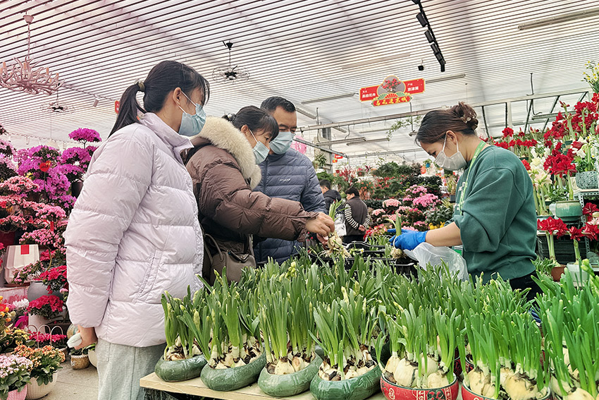 年宵花“花”式上新 丰台花乡邀市民享“花”样喜庆