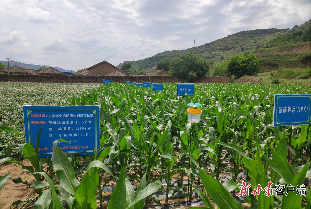 农业部门对肥料利用率进行试验。甘肃省耕地质量建设保护总站 供图