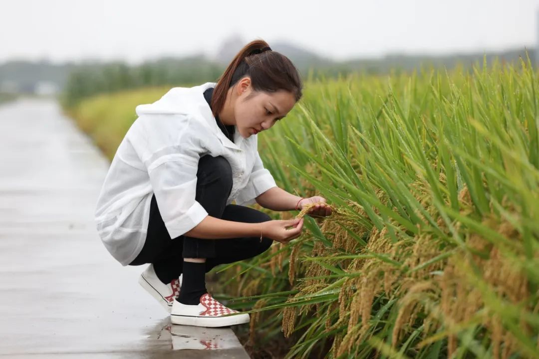 诸沙沙检查水稻长势