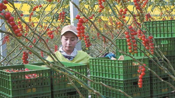 1月20日，四师可克达拉市润泰农业科技开发有限公司工作人员在大棚内采摘番茄。兵团日报全媒体记者 陈洋 摄