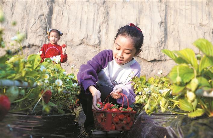 1月21日，游客在四师六十二团设施农业大棚采摘草莓。 兵团日报全媒体记者 陈洋 常驻记者 李惠 摄