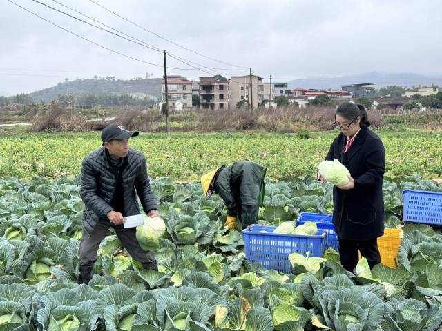 黄秀芬（右）扎根粤北山区，在农业领域坚守了十余年。（来源：南方+）