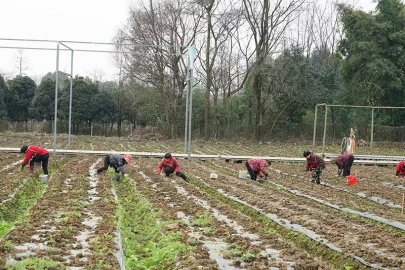 四川绵竹：乡村振兴“花样”多 芍药“俏