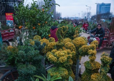 浙江金华：苗木花卉市场活力涌动