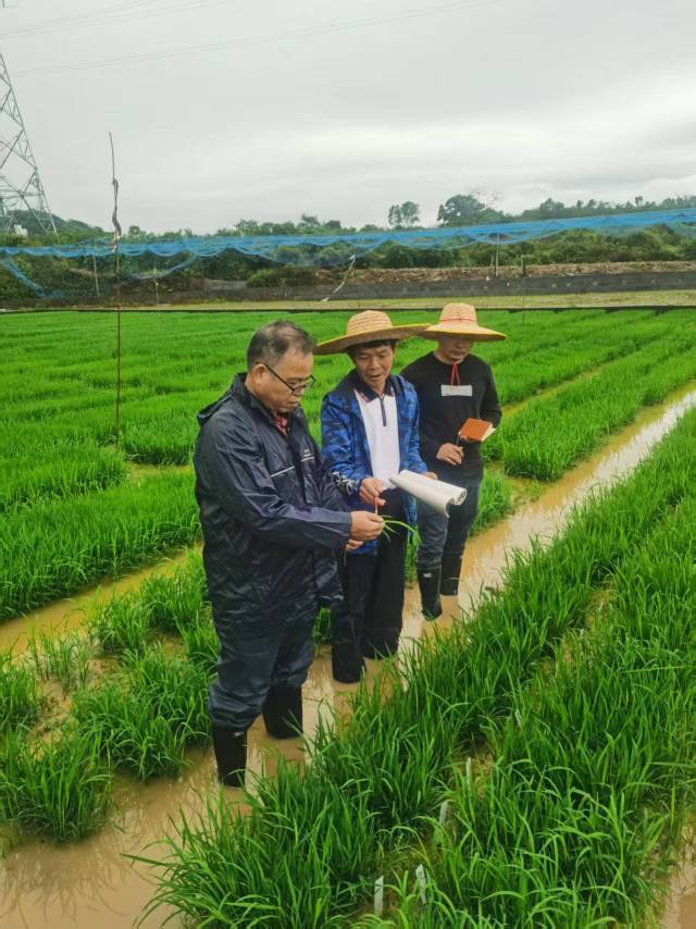 黄显良（左一）在农田里调研农作物生长情况。（来源：南方+）