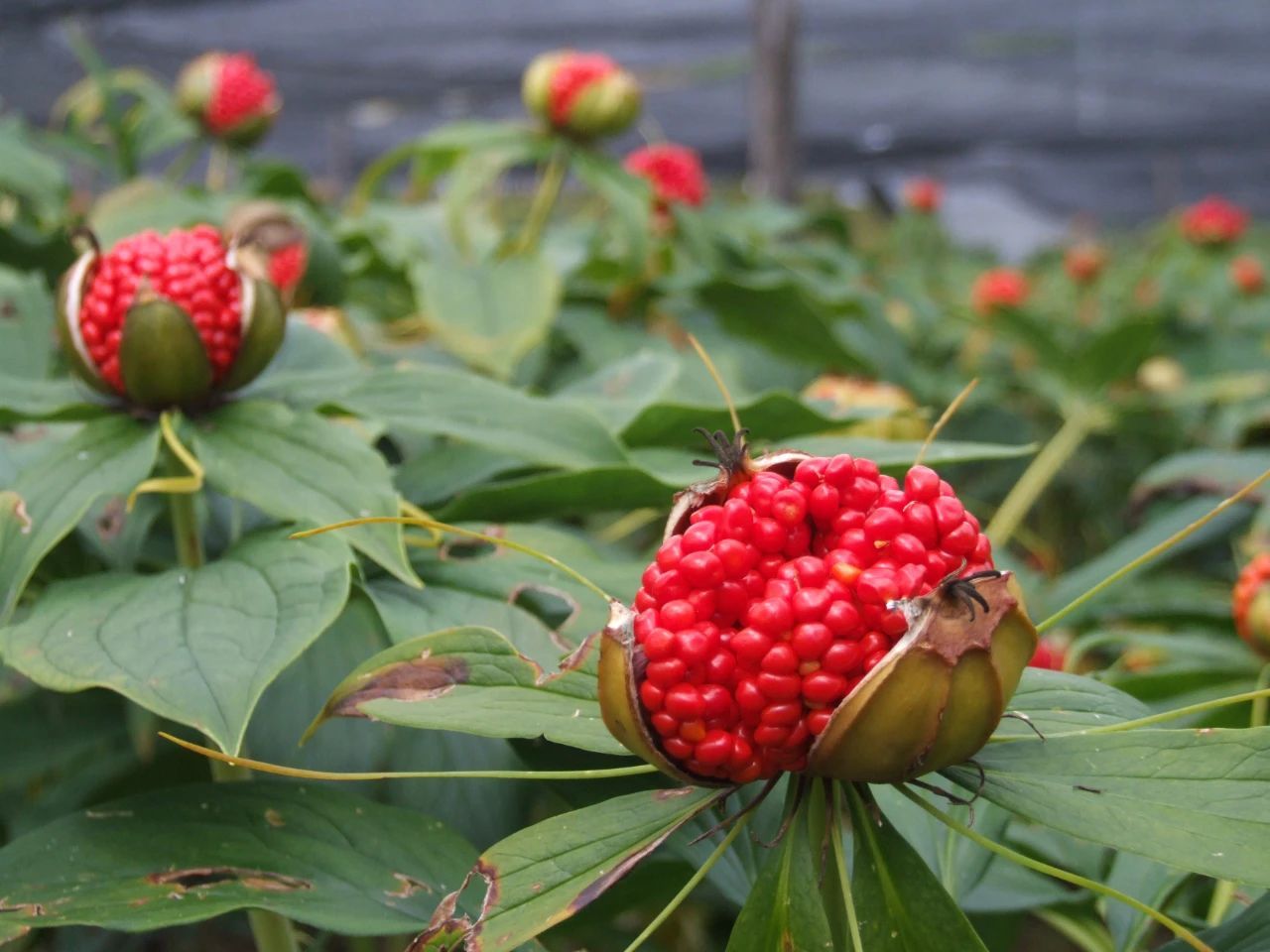 鲁甸乡种植的中药材。（“丽江读本”微信公众号 供图）