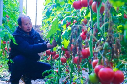 记者走基层：熊蜂担任“质检员”，生态