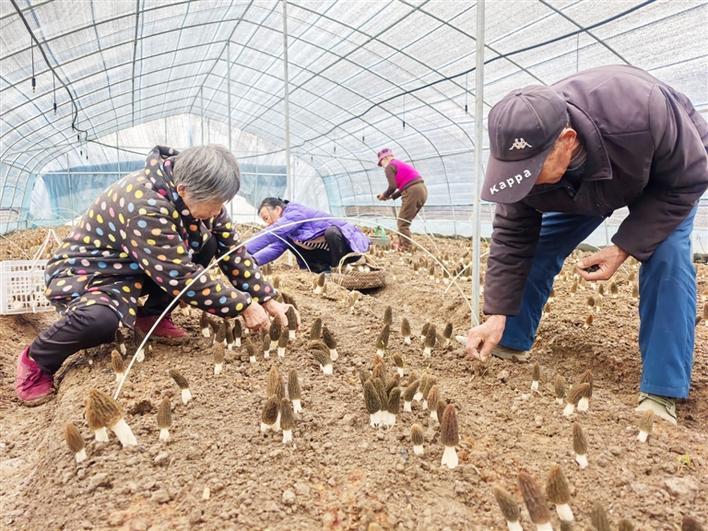 村民在大棚内采摘羊肚菌